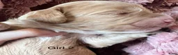 Cockapoo dogs for sale: Gorgeous curly fluffy cockapoo puppies  - Advert 28
