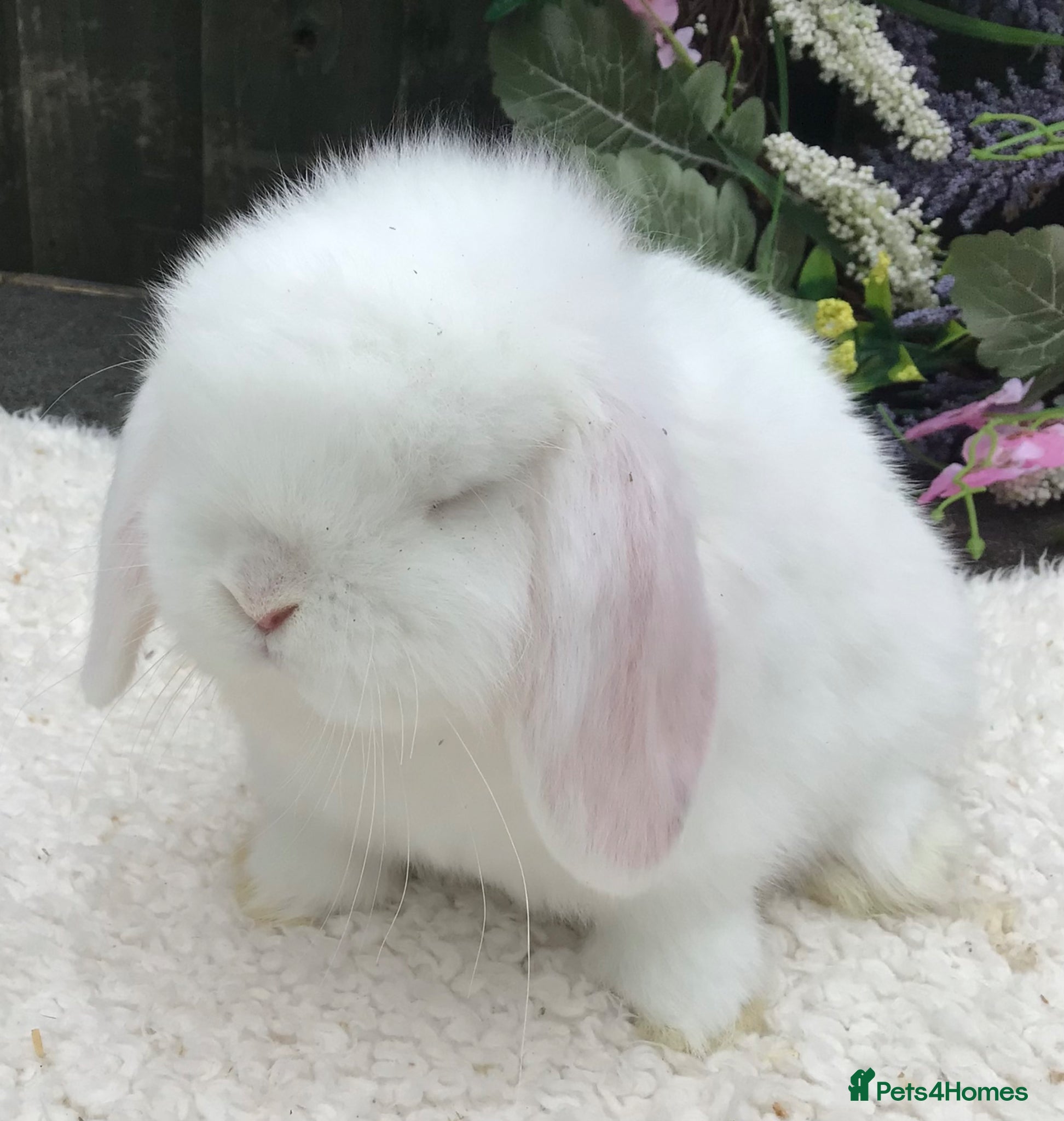 Mini Lop rabbits Mini lop buck - Advert 2