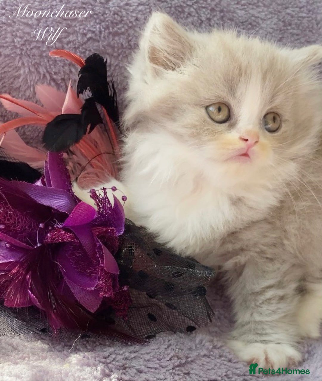 British Longhair cats for sale: Stunning British Longhair Boys TICA Registered - Image 11