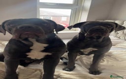 Cane Corso dogs for sale: Female cc - Image 2