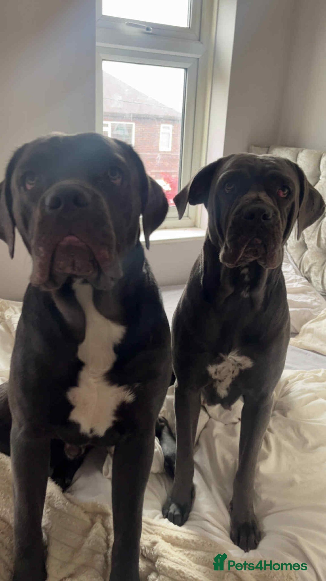 Cane Corso dogs for sale: Female cc - Image 2