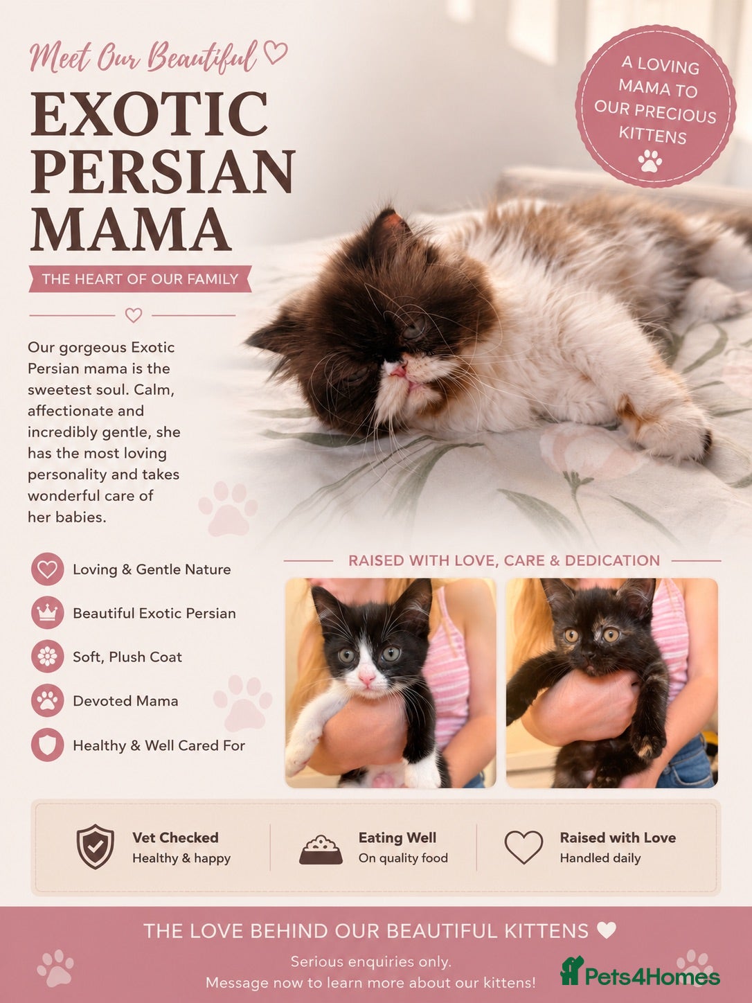 Persian cats Half Exotic Persian kittens - Advert 4