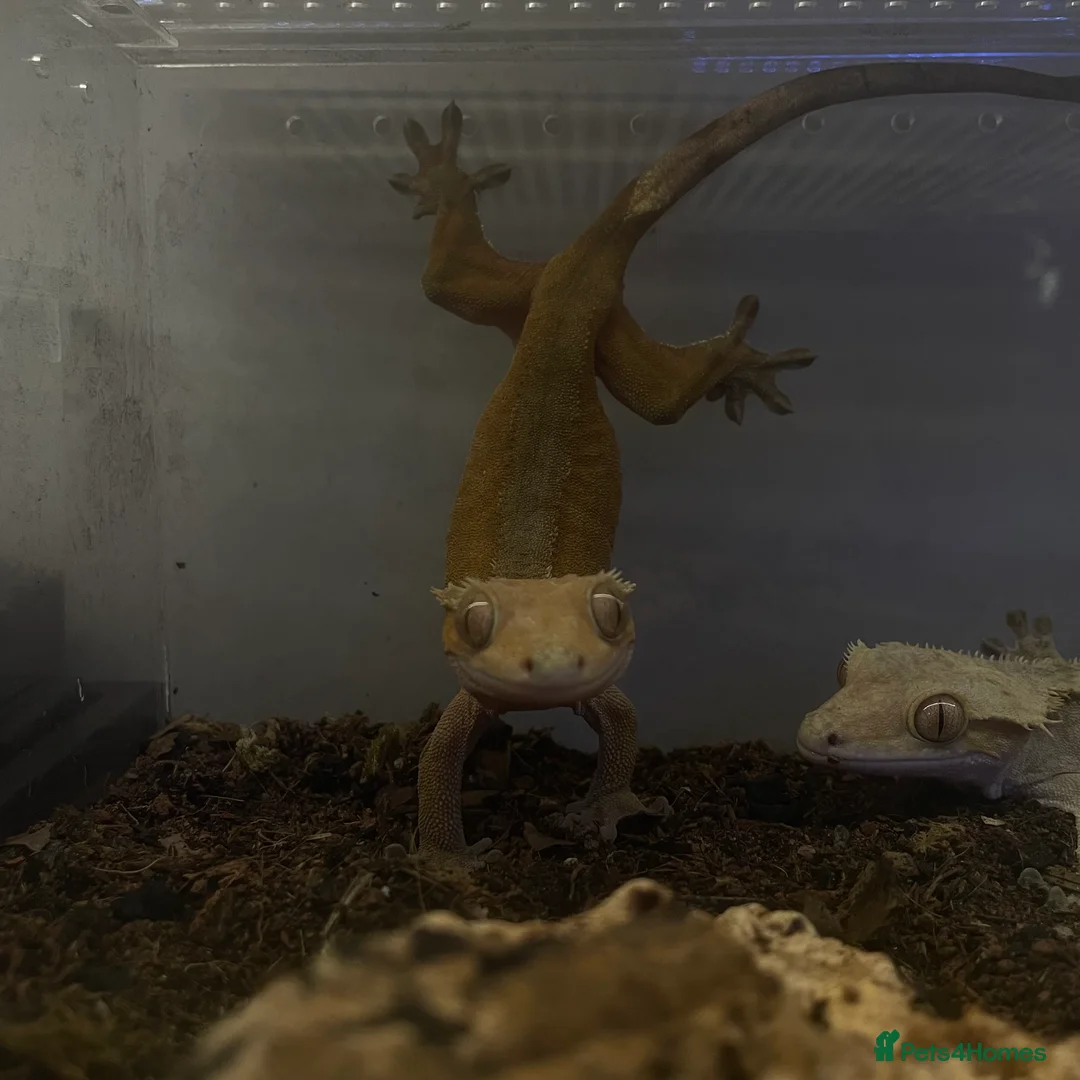 Mixed Breed invertebrates for sale: Breeding Pair Of Crested Geckos in Mansfield - Advert 3