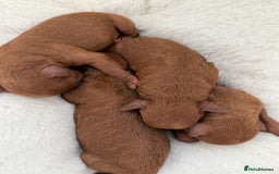 Miniature Poodle dogs for sale: Ruby red kc registered stunning miniature poodles  - Image 1