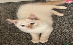 RagaMuffin cats for sale: Ghost - Image 1