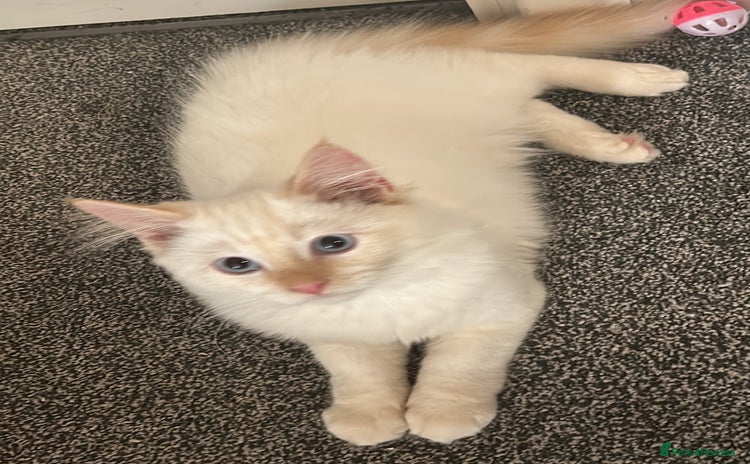 RagaMuffin cats - Advert 1