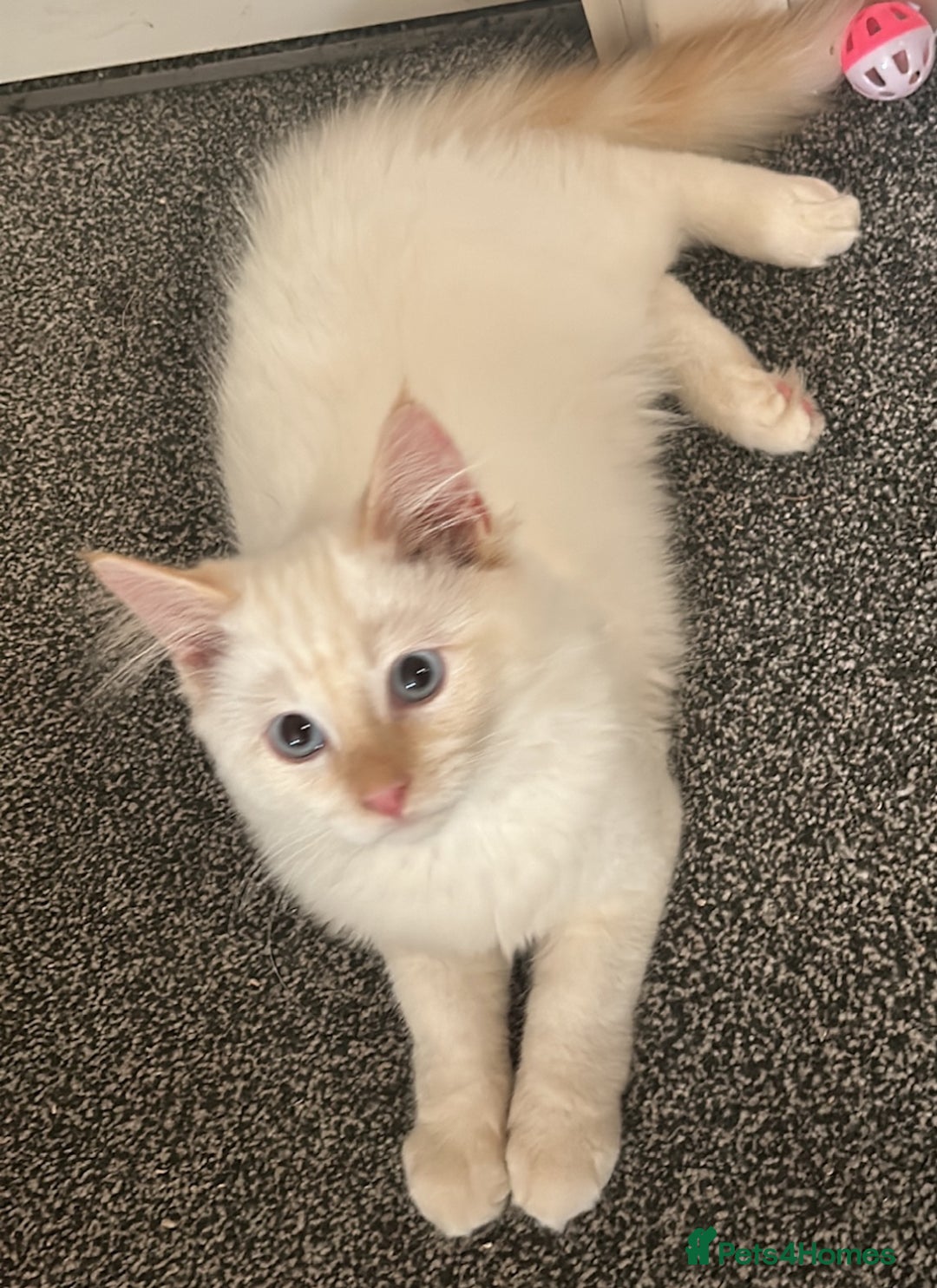 RagaMuffin cats for sale: Ghost - Image 1