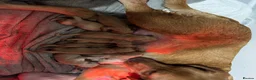 Labrador Retriever dogs for sale: KC Registered Fox Red Labrador Retriever Puppies - Advert 39