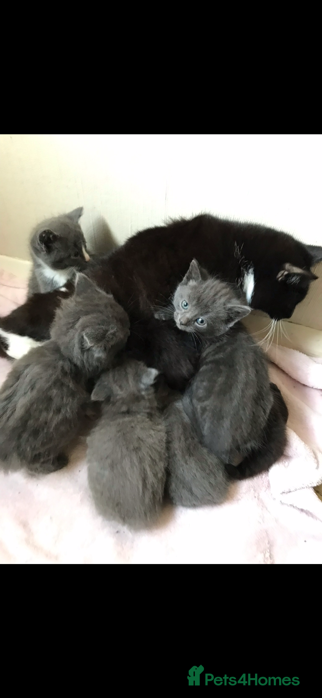 Mixed Breed cats for sale: Grey/blue long hair male kitten 8 weeks old  - Advert 2