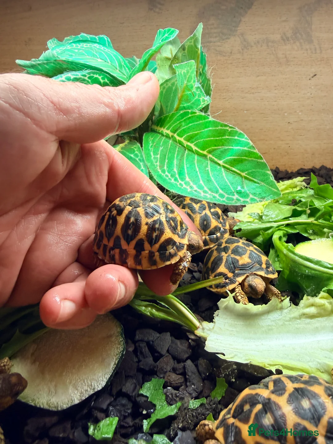 Tortoise reptiles for sale: Indian star tortoise  - Advert 5