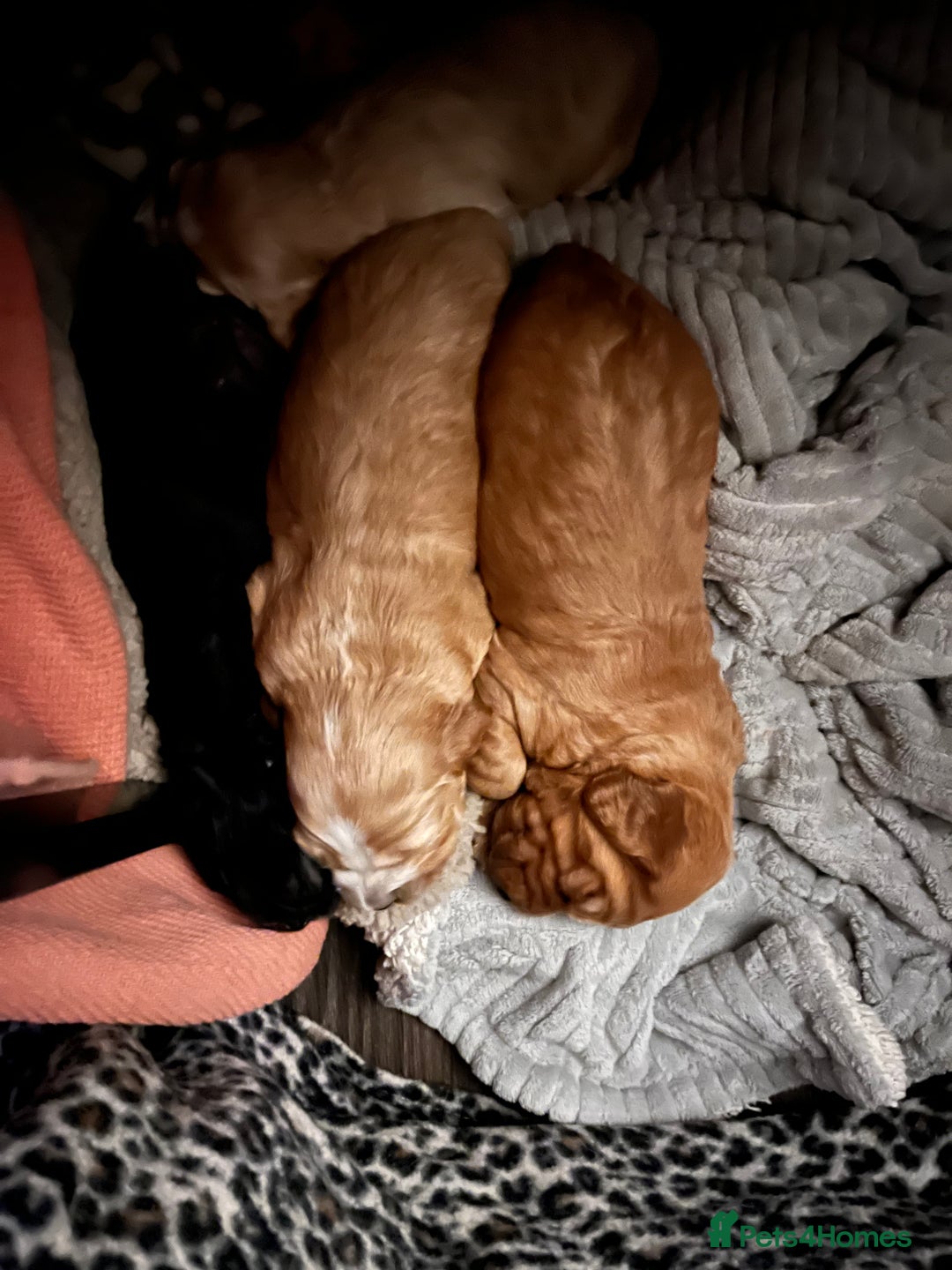 Cockapoo dogs for sale: Cocker spaniel/Cockapoo Pups - Advert 23