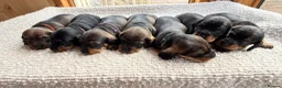 Dachshund dogs for sale: Beautiful Standard Wirehaired Dachshunds  in Ilminster - Advert 1