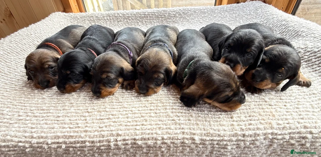 Dachshund dogs for sale: Beautiful Standard Wirehaired Dachshunds  in Ilminster - Advert 1
