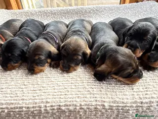 Dachshund dogs Beautiful Standard Wirehaired Dachshunds - Advert 1