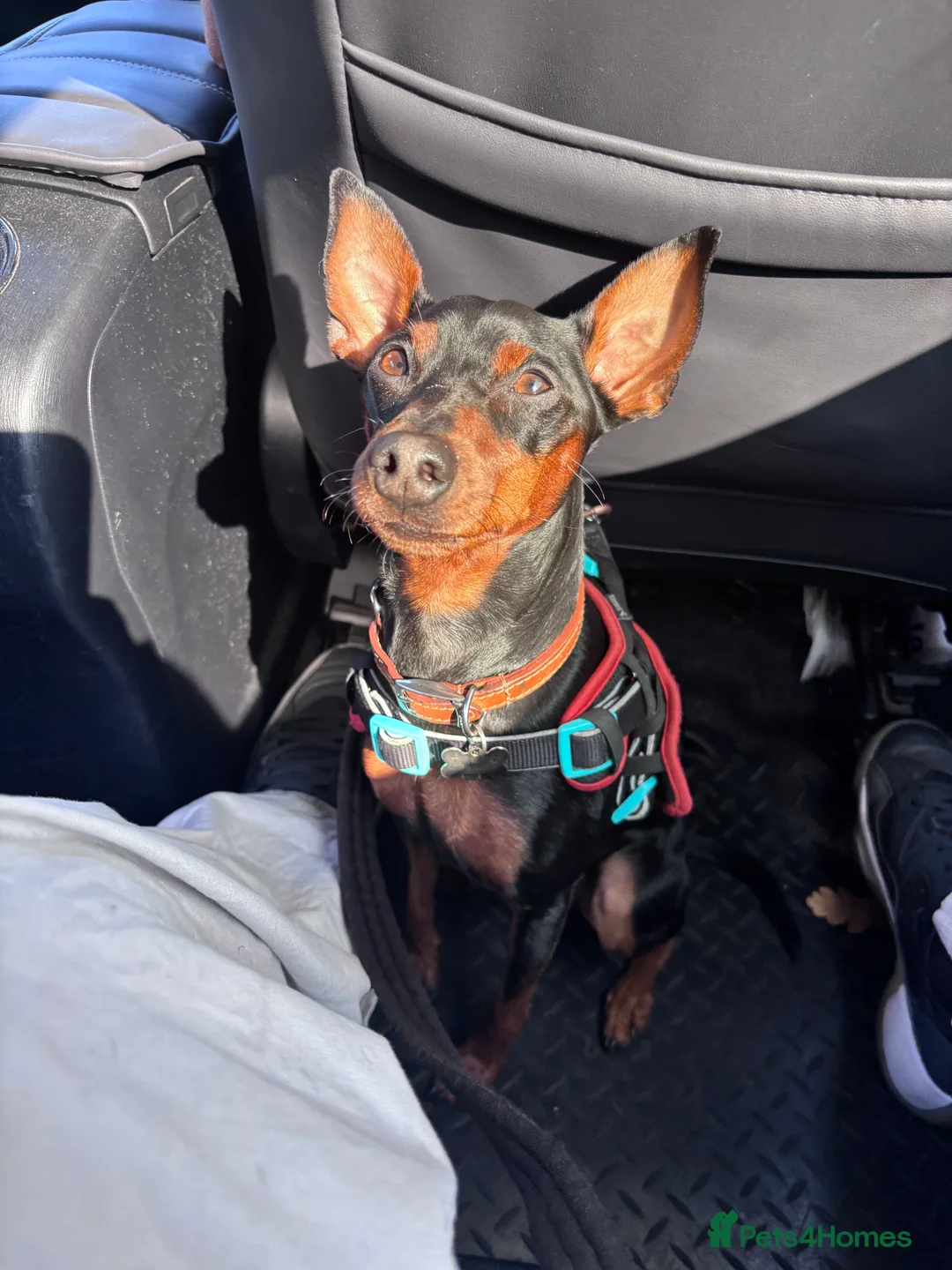 Miniature Pinscher dogs for stud: Miniature Pinscher Male Available for Stud in Enfield - Advert 6