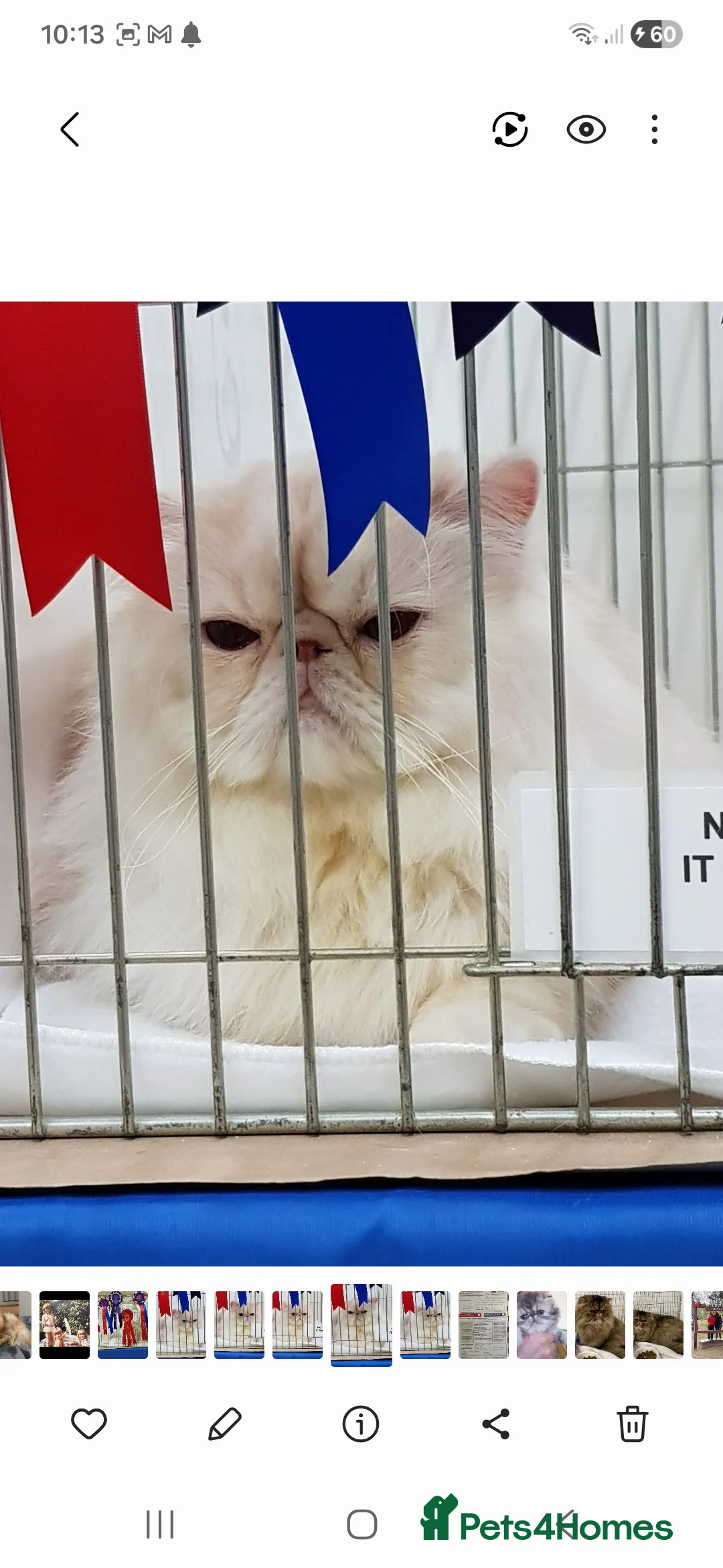 Persian cats for sale: Grand champion cameo male persian - Advert 5