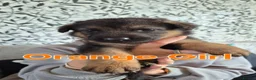 German Shepherd dogs for sale: Beautiful German Shepherd Puppies - Advert 6