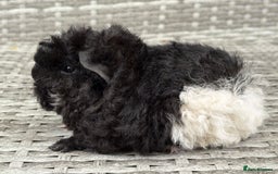 Guinea Pig rodents for sale: Lunkarya guinea pigs  - Image 7