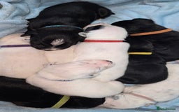 Mixed Breed dogs for sale: Beautiful Dalatian x Lab pups - Image 1