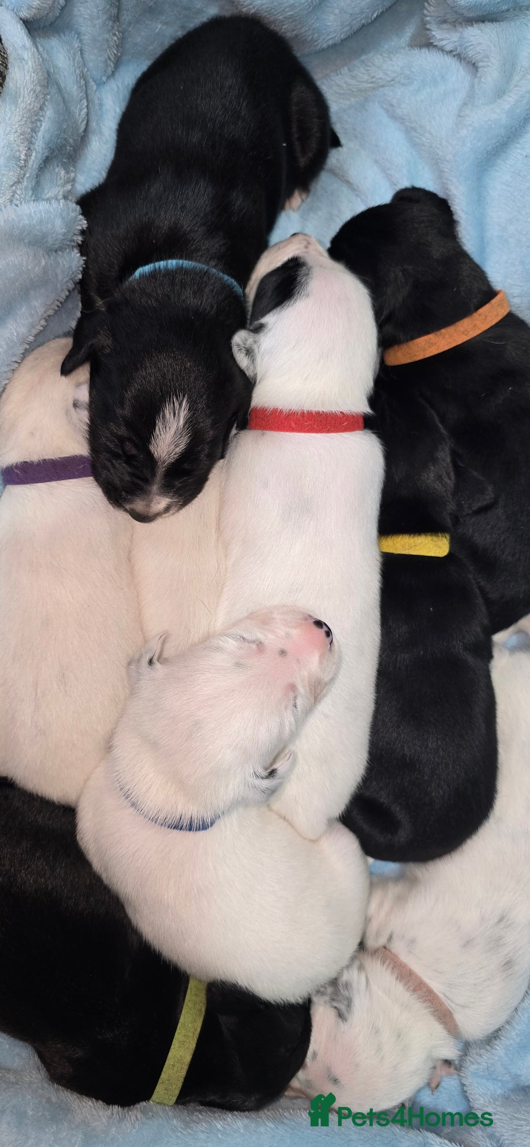 Mixed Breed dogs for sale: Beautiful Dalatian x Lab pups - Image 1