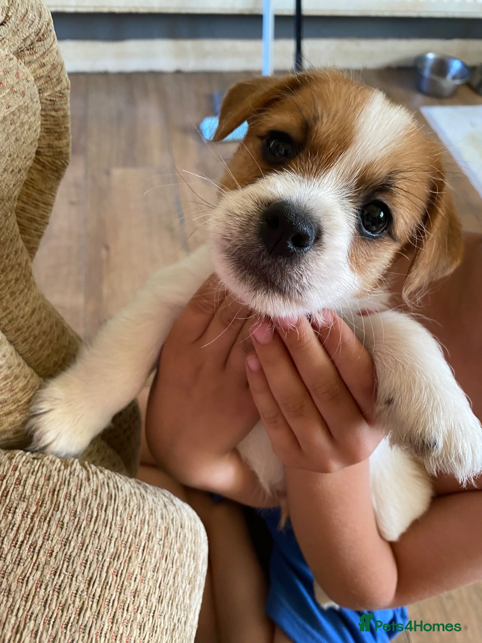 Mixed Breed dogs READY NOW….. Jack Russell beautiful litter of boys - Advert 5