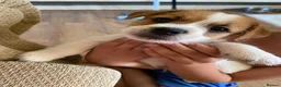 Mixed Breed dogs for sale: READY NOW….. Jack Russell beautiful litter of boys - Advert 1