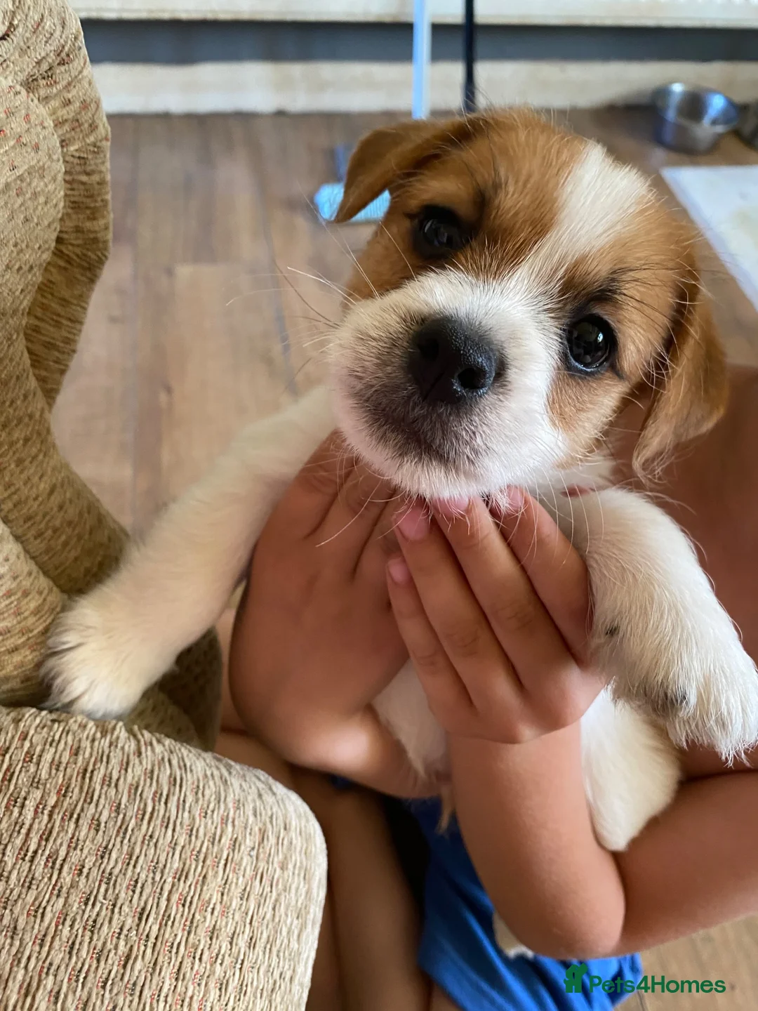 Mixed Breed dogs for sale: READY NOW….. Jack Russell beautiful litter of boys - Advert 1