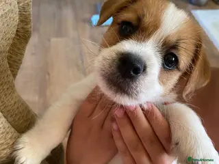 Mixed Breed dogs READY NOW….. Jack Russell beautiful litter of boys - Advert 5