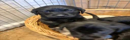 Labrador Retriever dogs for sale: Labrador Puppies 🐾 - Advert 5
