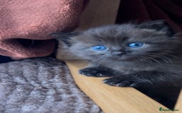 Persian cats for sale: ALL SOLD! PERSIAN-RAGDOLL KITTENS - Image 10