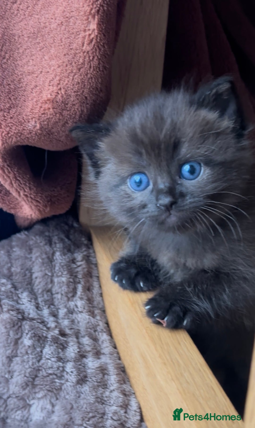 Persian cats for sale: ALL SOLD! PERSIAN-RAGDOLL KITTENS - Image 10