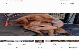 Cocker Spaniel dogs for sale: Black working cocker bitch pup - Image 3