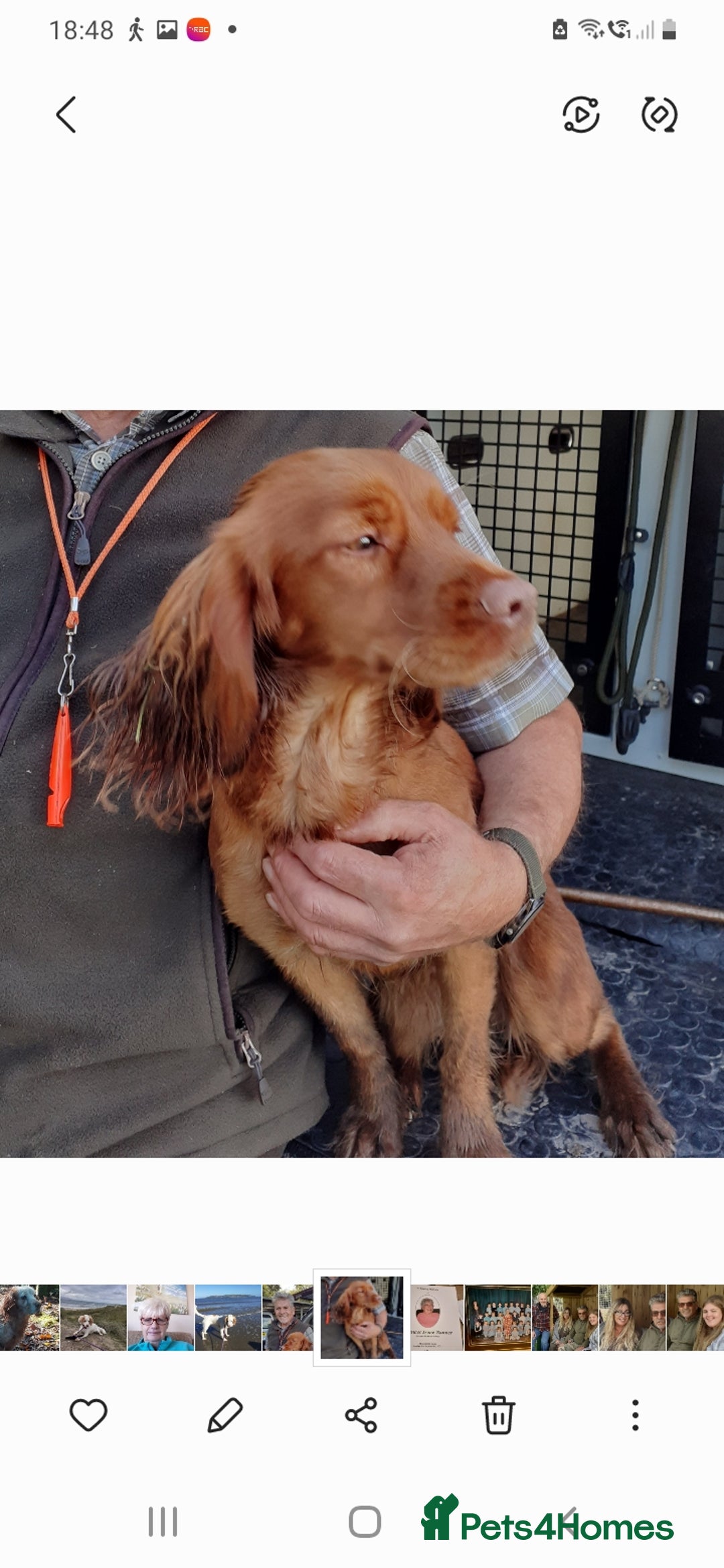 Cocker Spaniel dogs for sale: Black working cocker bitch pup - Image 3