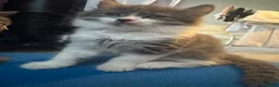 British Shorthair cats for sale: beautiful kittens in Stoke-on-Trent - Advert 7