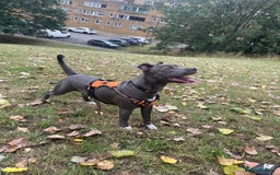 Mixed Breed dogs for sale: Staff x cane corso  - Image 5