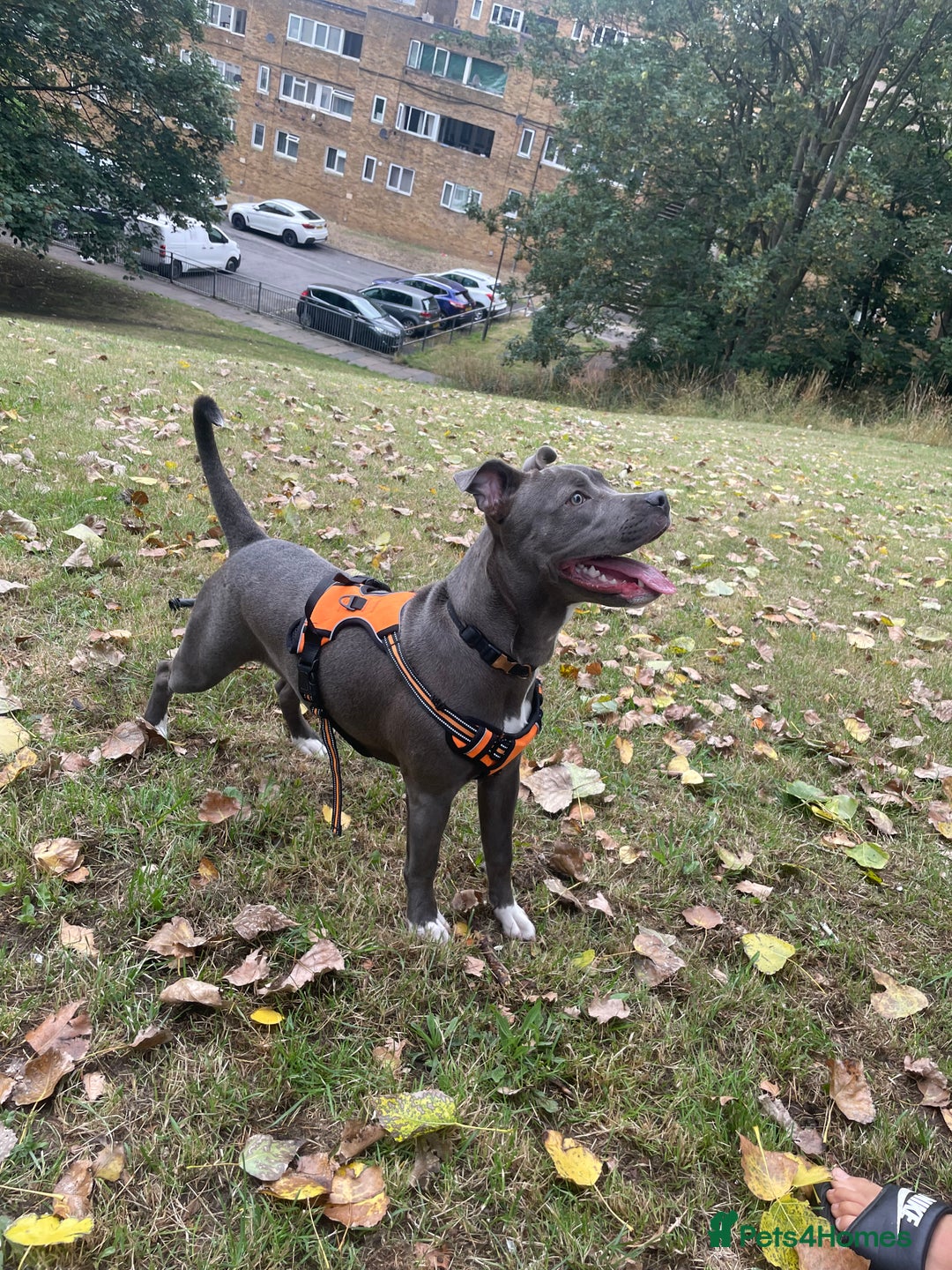 Mixed Breed dogs for sale: Staff x cane corso  - Image 5