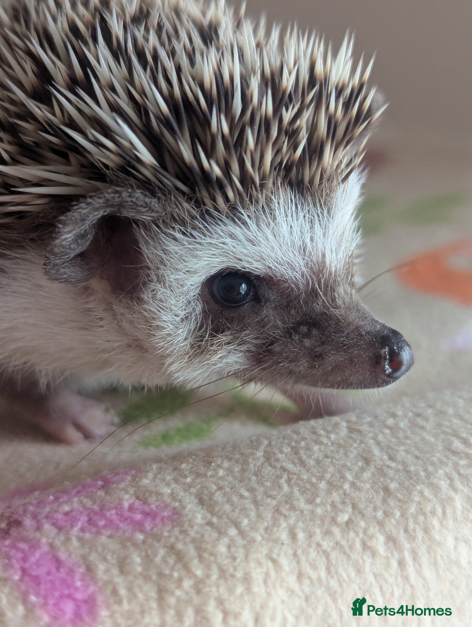 Pygmy Hedgehog rodents Gorgeous Female Ready Now - Advert 1