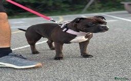 Staffordshire Bull Terrier dogs for sale: KC Staffordshire Bull Terrier - Image 6