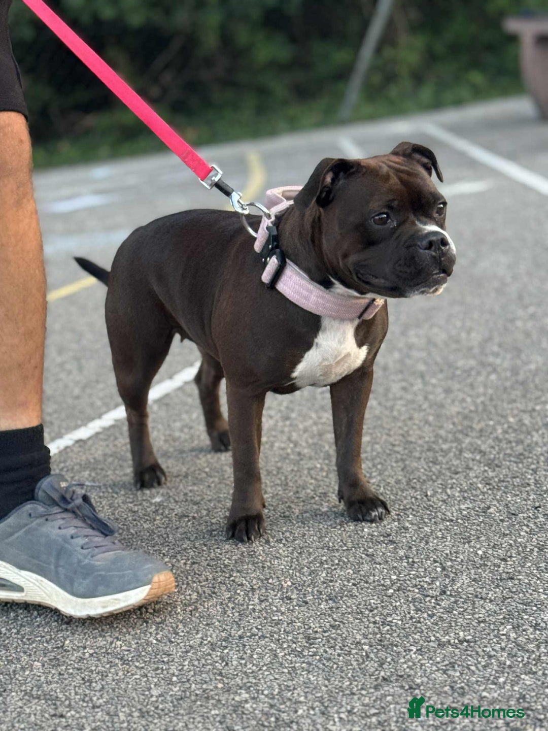 Staffordshire Bull Terrier dogs for sale: KC Staffordshire Bull Terrier - Image 6
