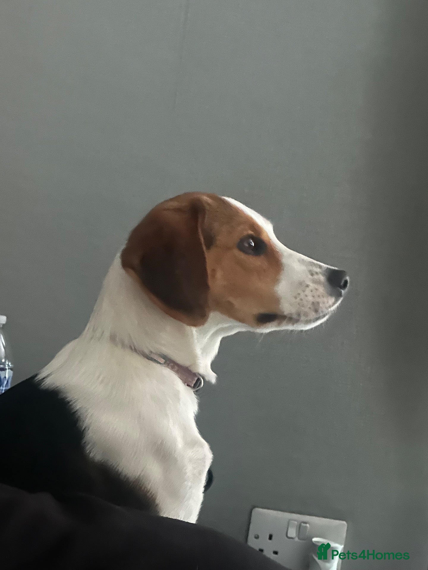 Mixed Breed dogs Callie needs a new loving home.  - Advert 1
