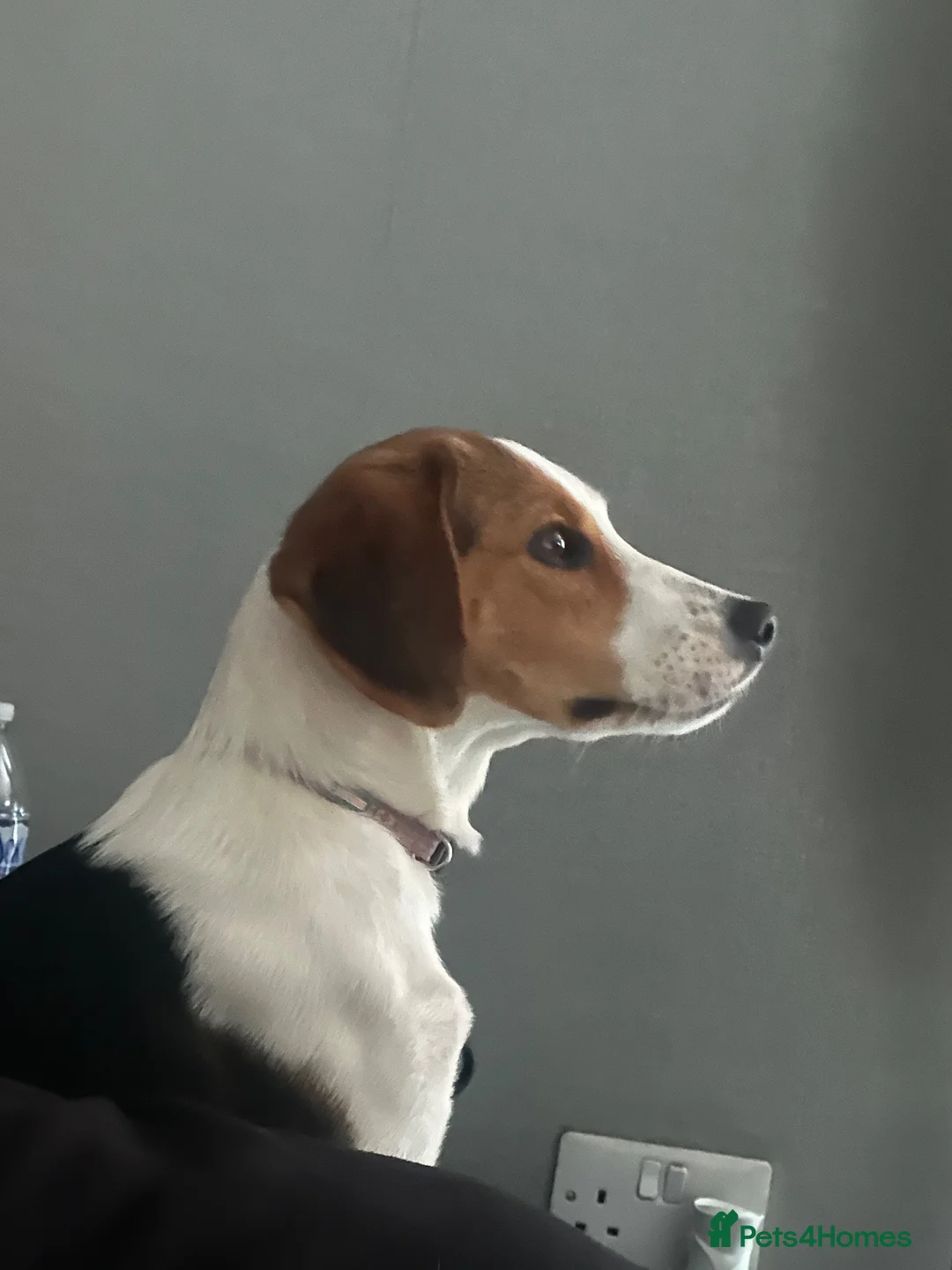 Mixed Breed dogs for sale: Callie needs a new loving home.  in Stevenage - Advert 1