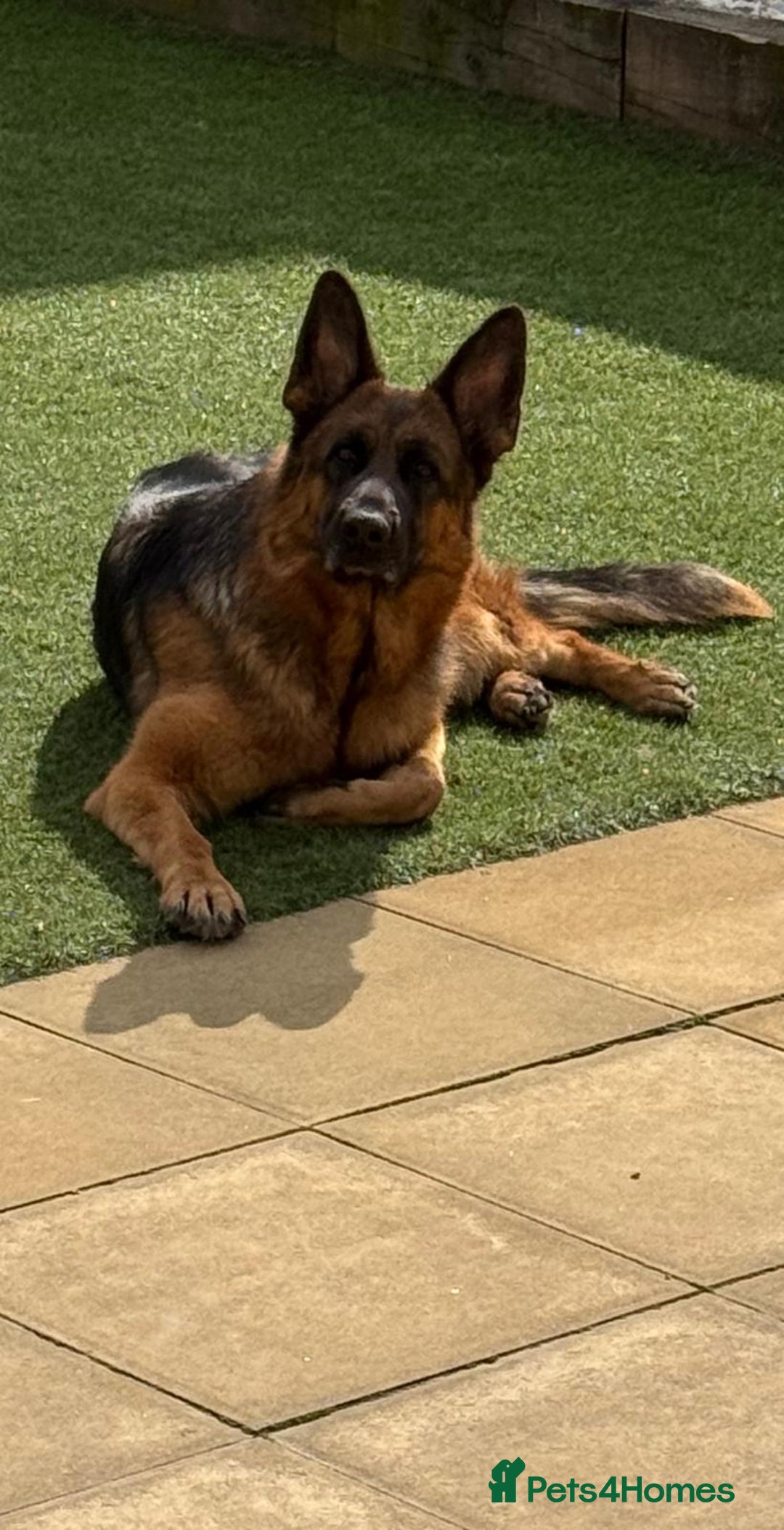 German Shepherd dogs for sale: Gorgeous German Shepherd Female for loving home - Advert 4