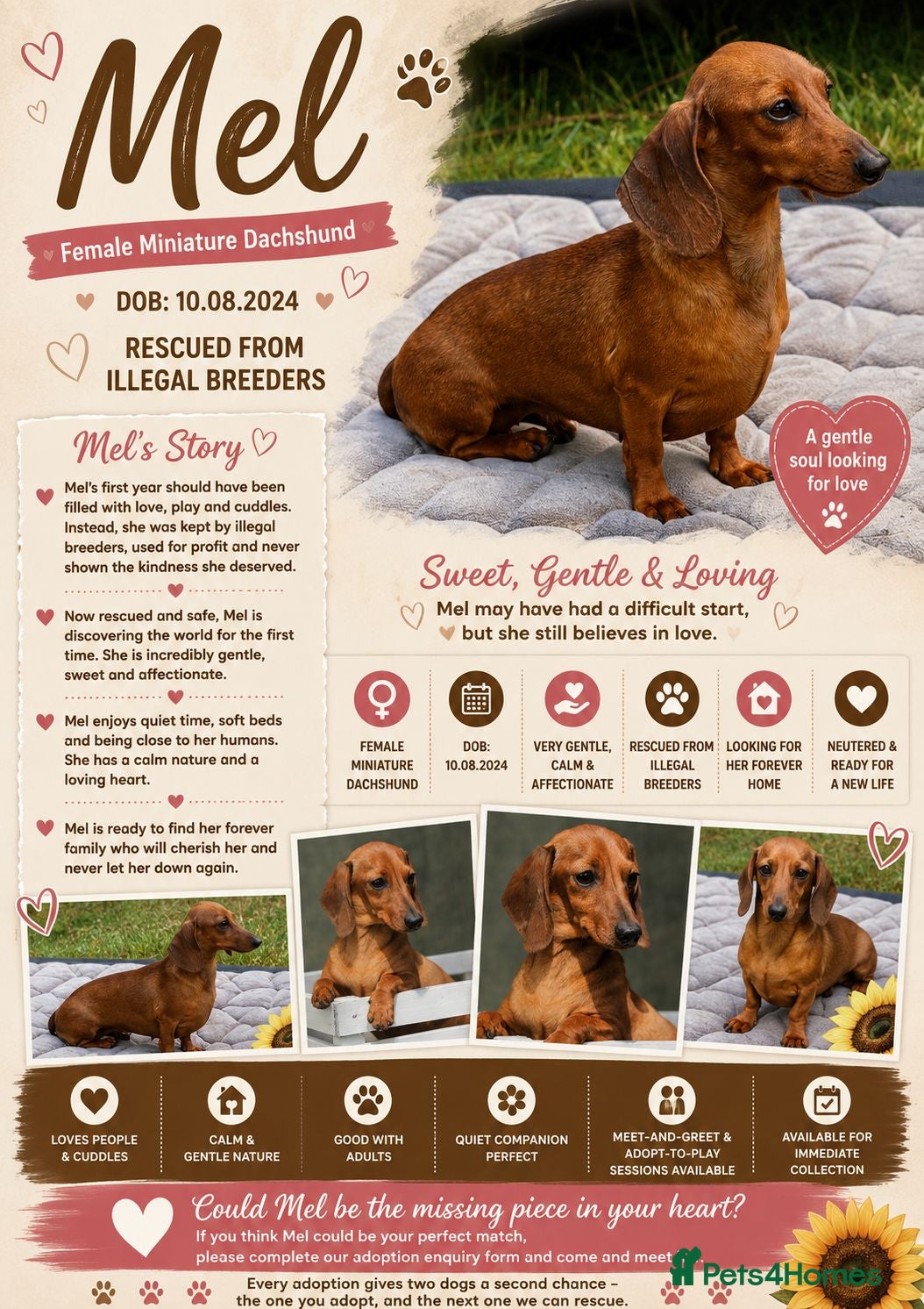 Miniature Dachshund dogs Mel – Female Miniature Dachshund - Advert 2