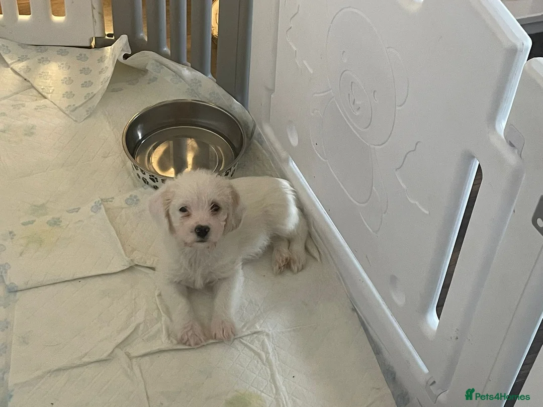 Mixed Breed dogs for sale: Cavachon x sprolli puppies - Advert 5