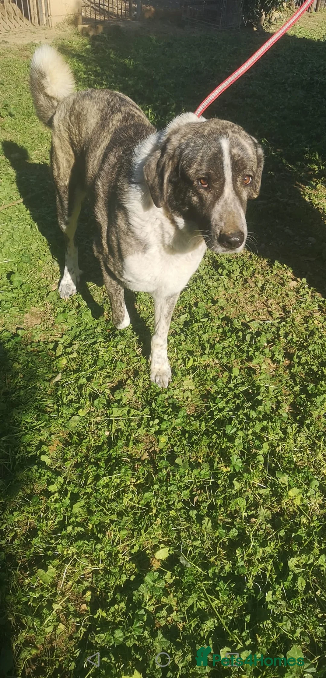 Mixed Breed dogs for adoption: Please can you offer Nana a home 🏡  - Advert 4