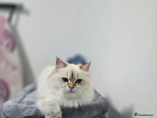 British Longhair cats Stunning Colour Point Girl - Advert 5