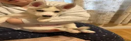 Siberian Husky dogs for sale: ✨ Siberian Huskies puppies ✨ - Advert 10
