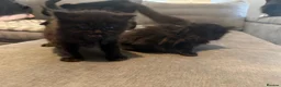 Mixed Breed cats for sale: Long hair kittens - Advert 16