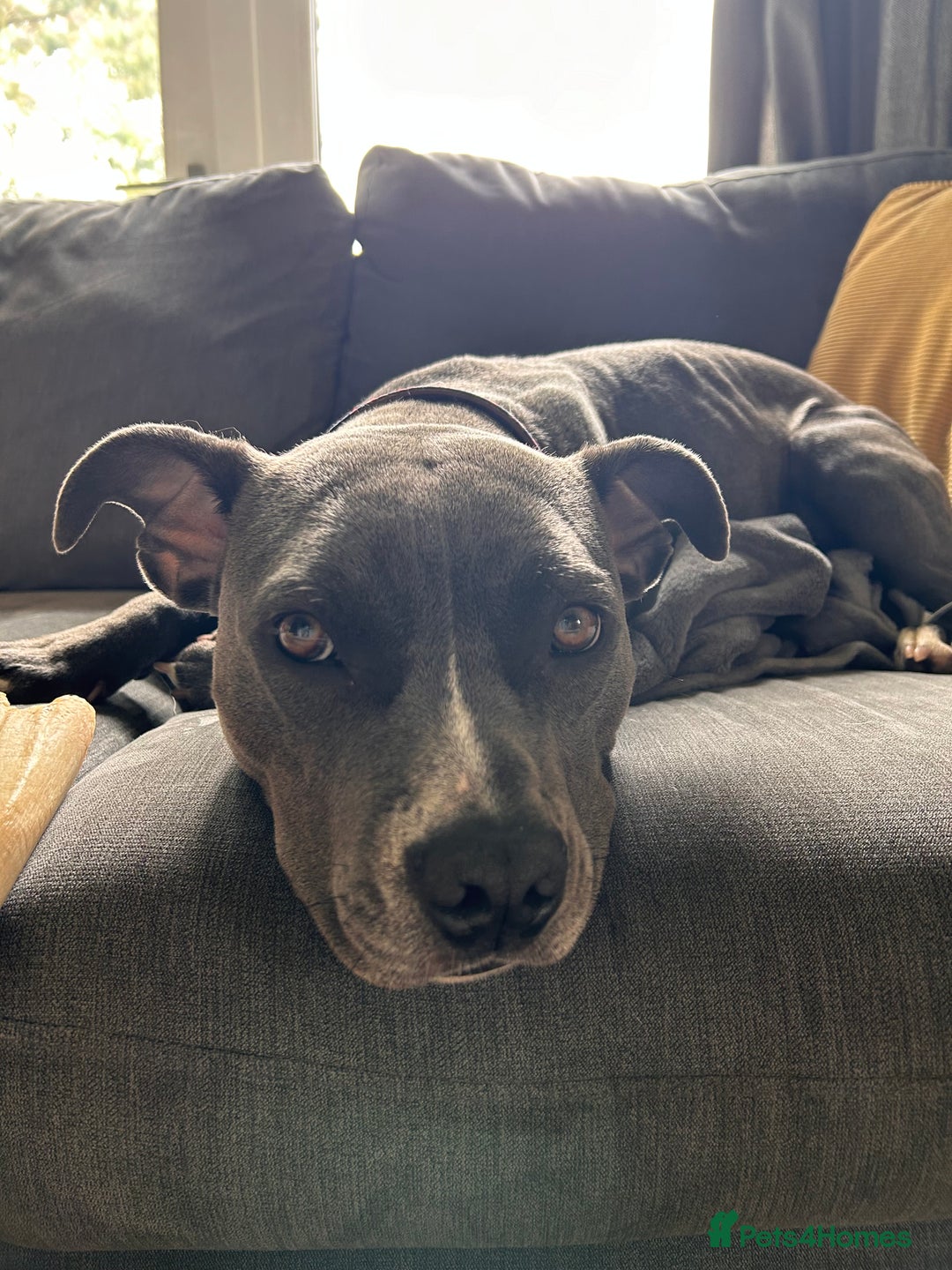 Staffordshire Bull Terrier dogs for sale: Rehoming, please read below. - Advert 10