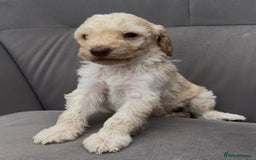 Cockapoo dogs for sale: stunning cockapoo puppies  - Image 13